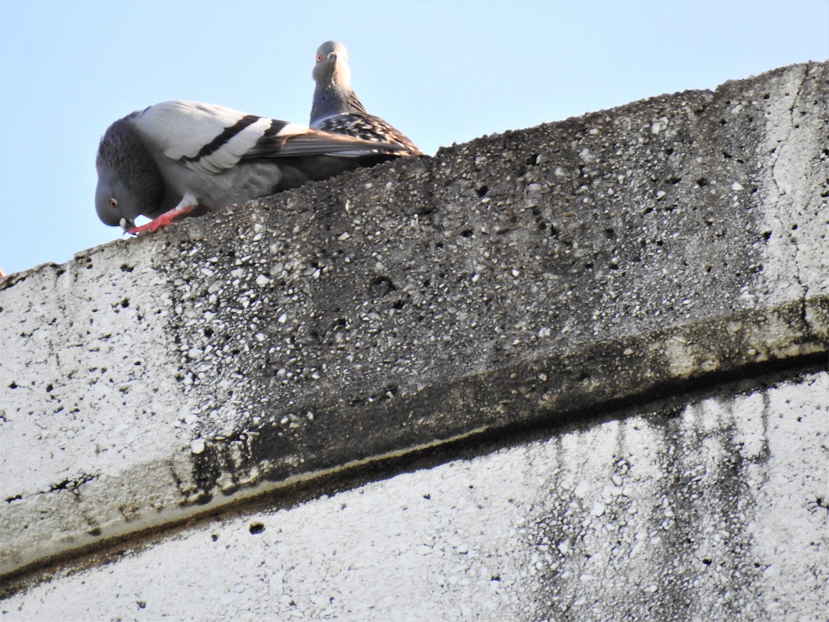 Pigeon biset (forme domestique) - ML619799338