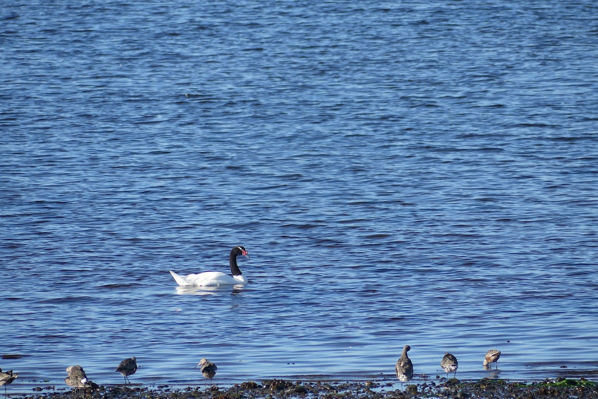 Black-necked Swan - ML619799350