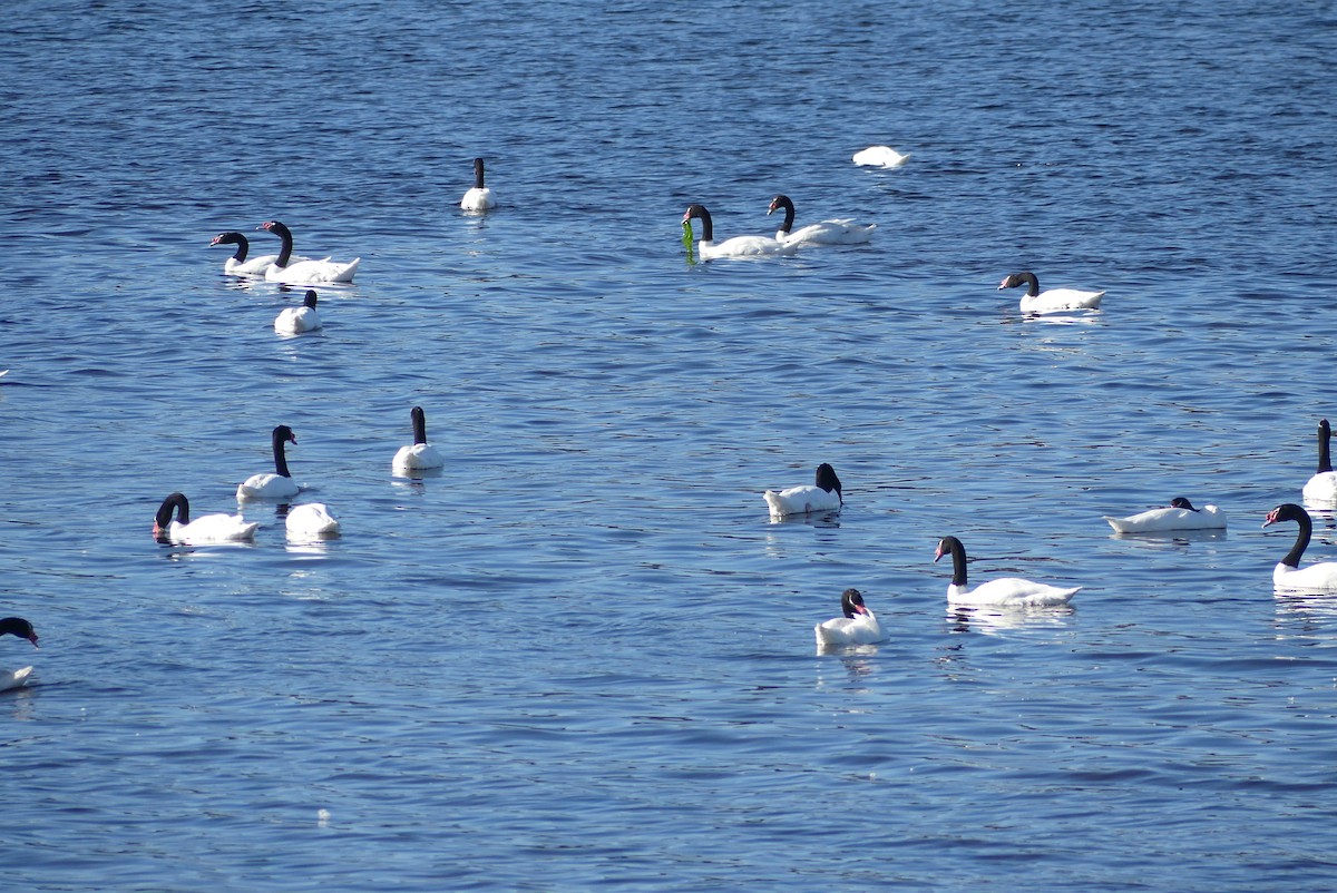 Black-necked Swan - ML619799351
