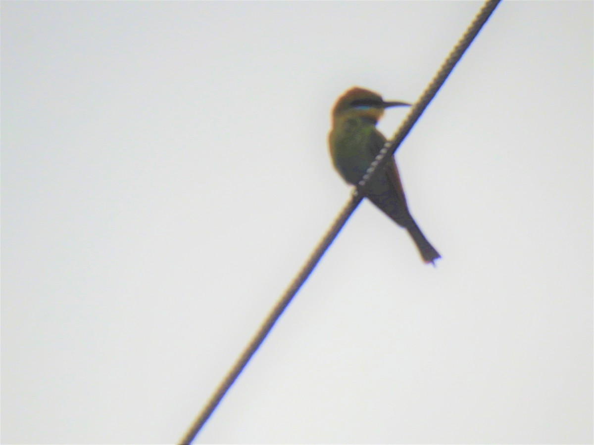 Rainbow Bee-eater - ML619799371