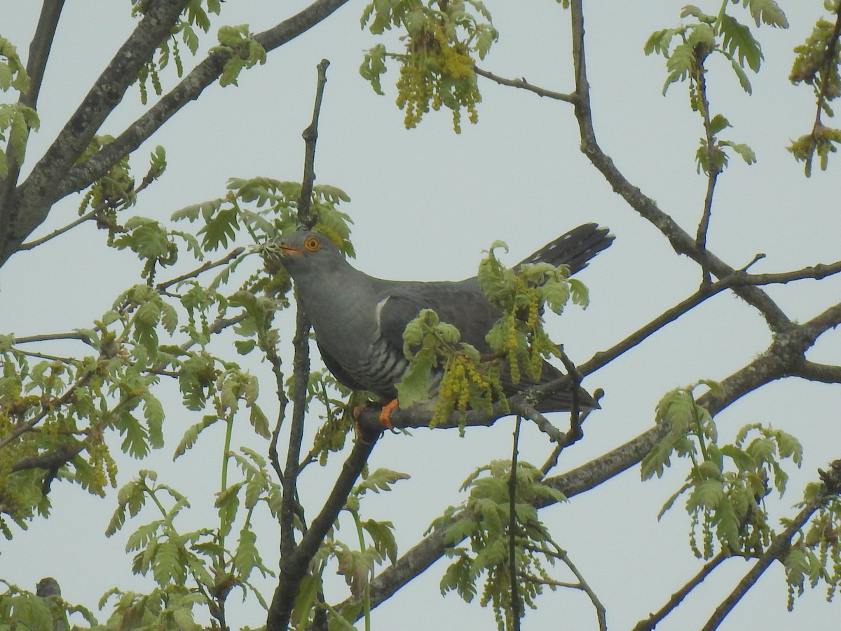 Common Cuckoo - ML619799372