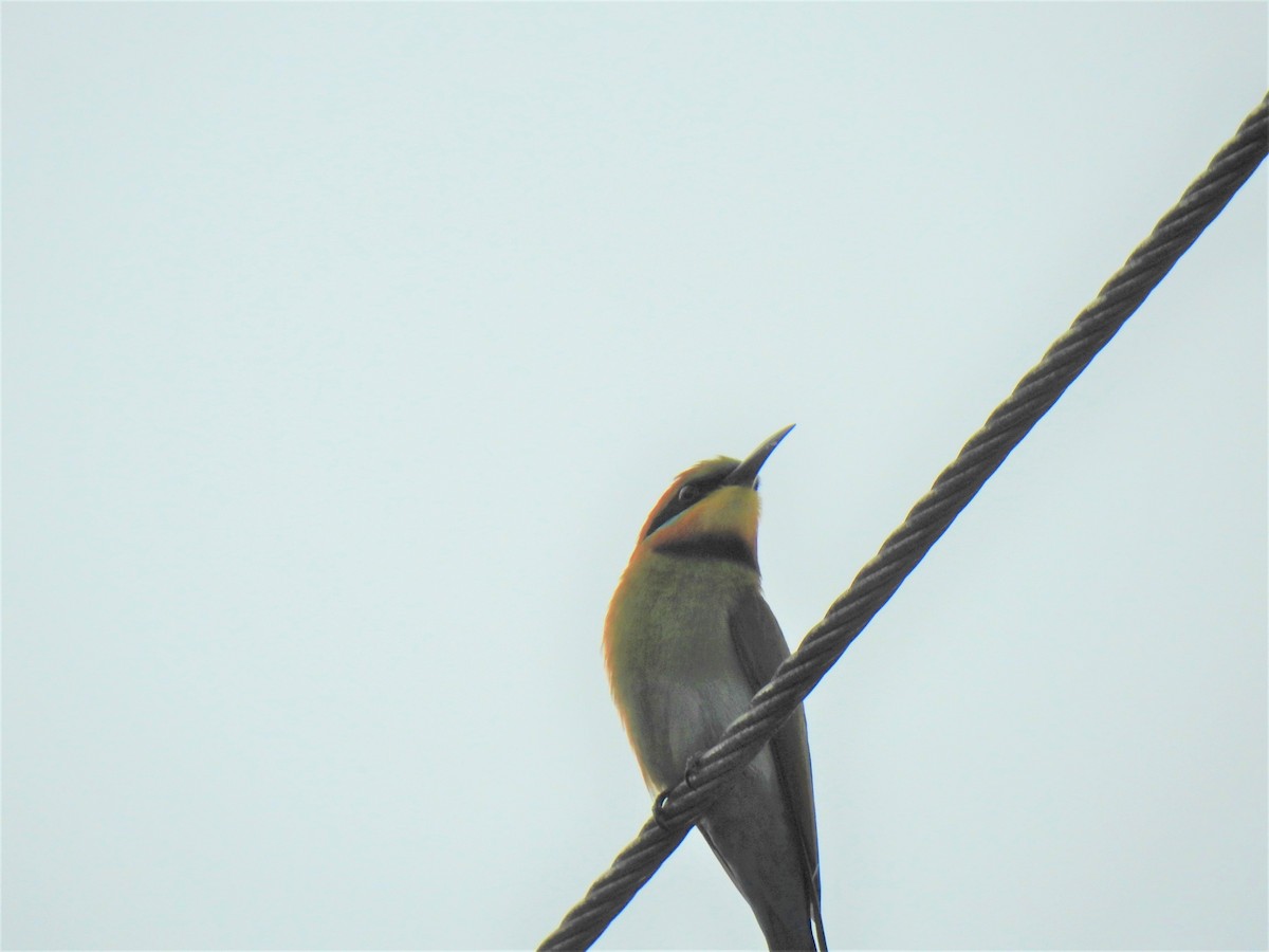 Rainbow Bee-eater - ML619799377