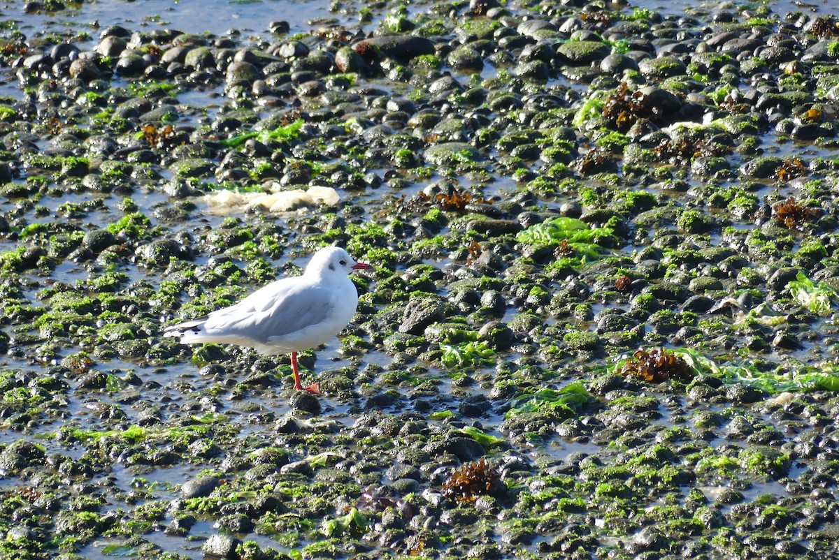 Brown-hooded Gull - ML619799419