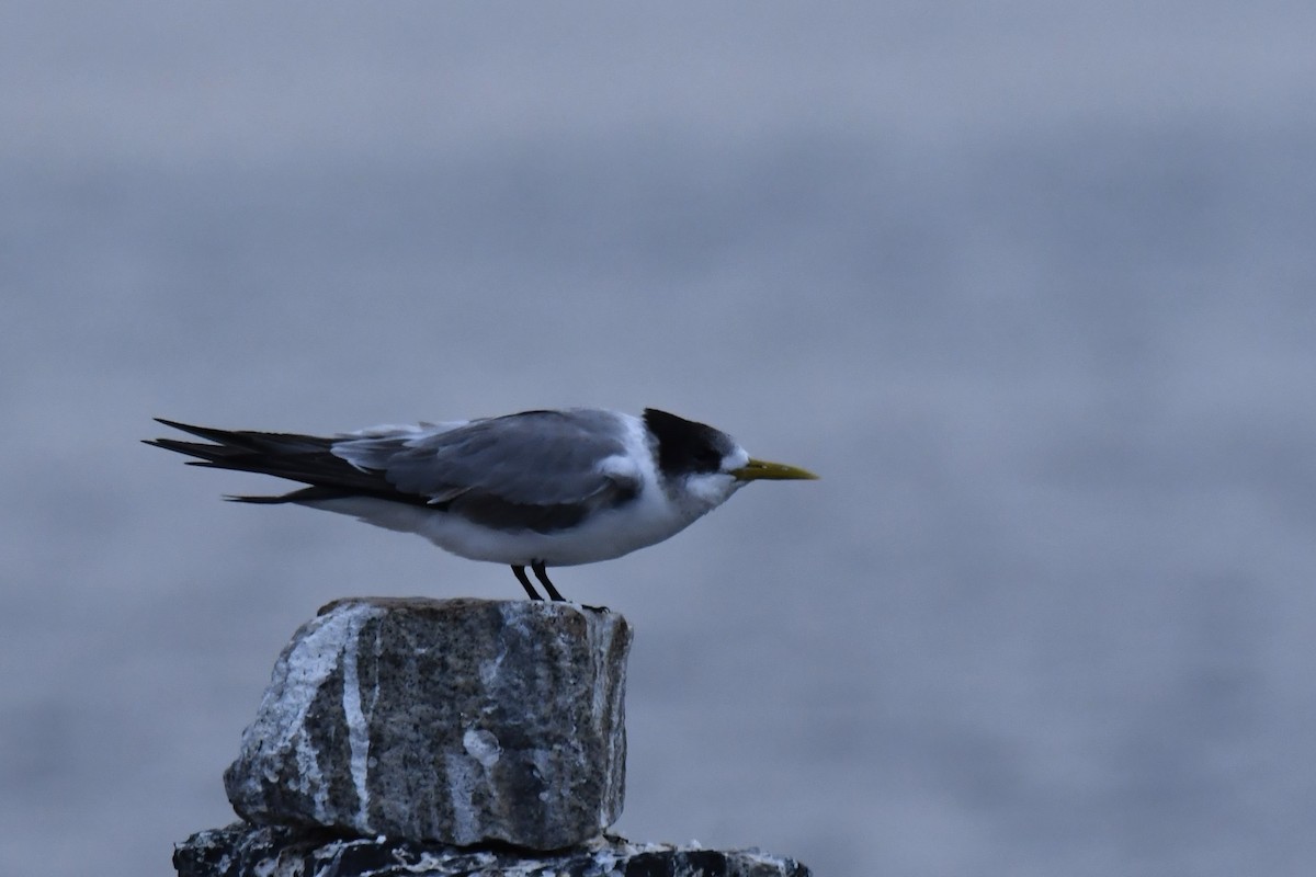 Great Crested Tern - ML619799517