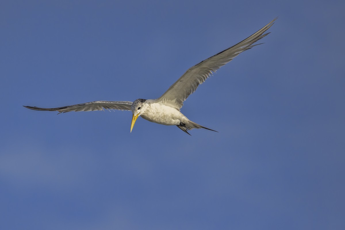 Great Crested Tern - ML619799681
