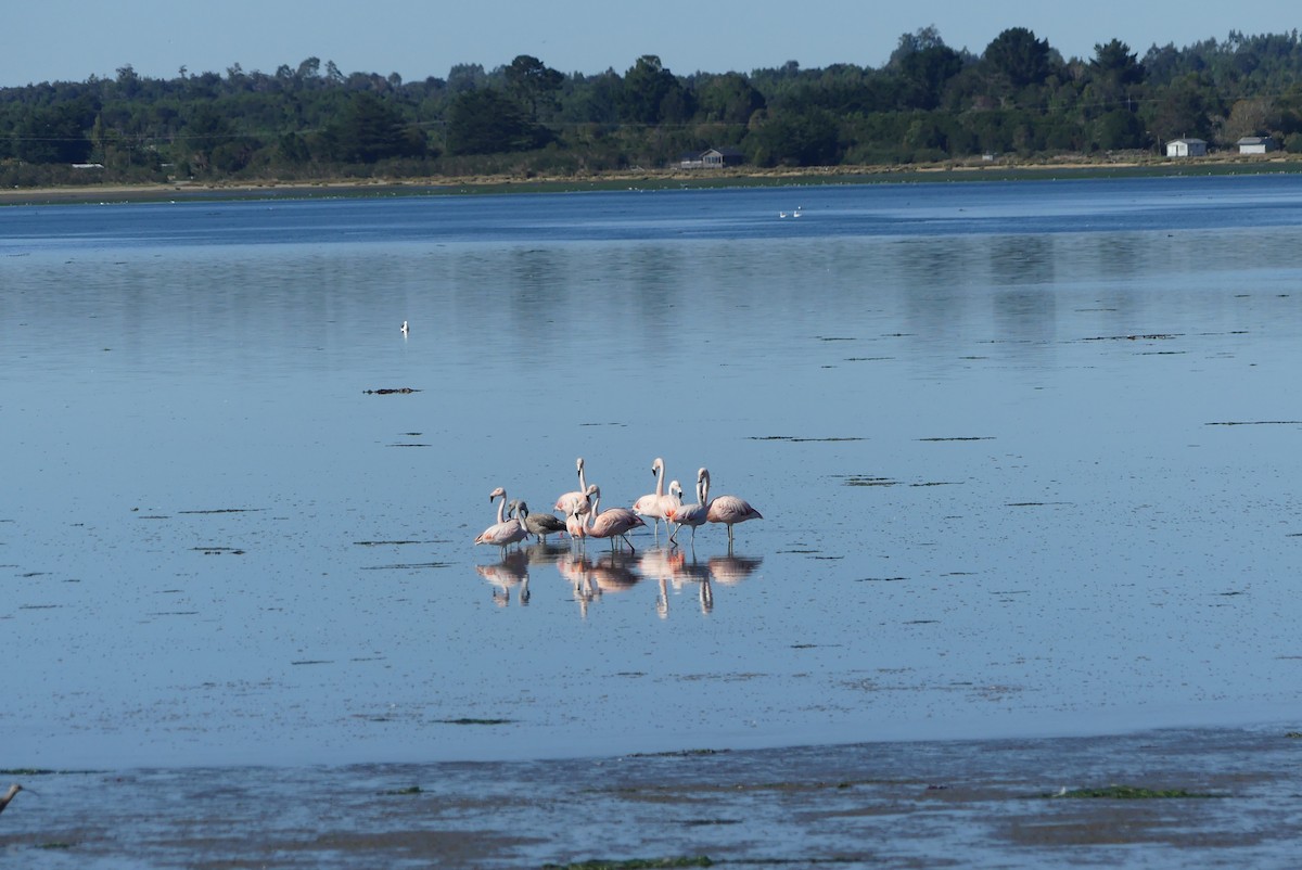 Chilean Flamingo - ML619799727