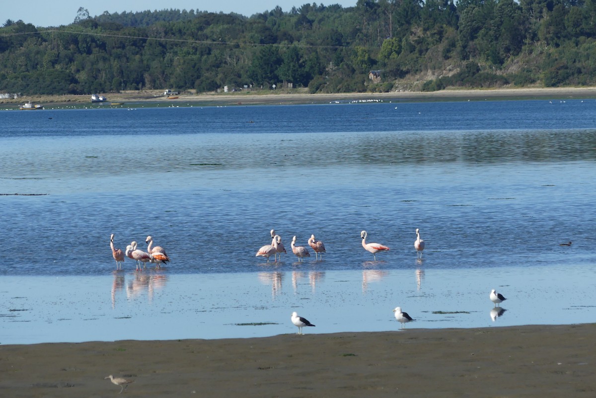 Chilean Flamingo - ML619799731