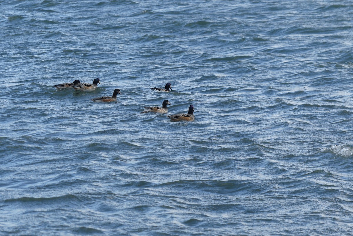 Chiloe Wigeon - ML619799795