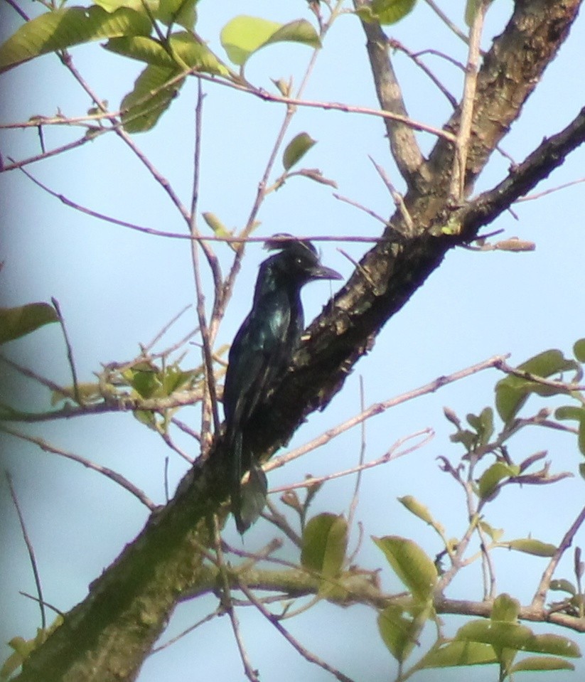 Greater Racket-tailed Drongo - ML619799796