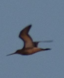 Bar-tailed Godwit - ML619799914