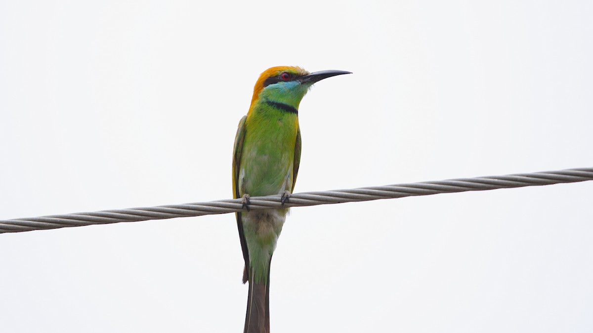 Asian Green Bee-eater - ML619799930