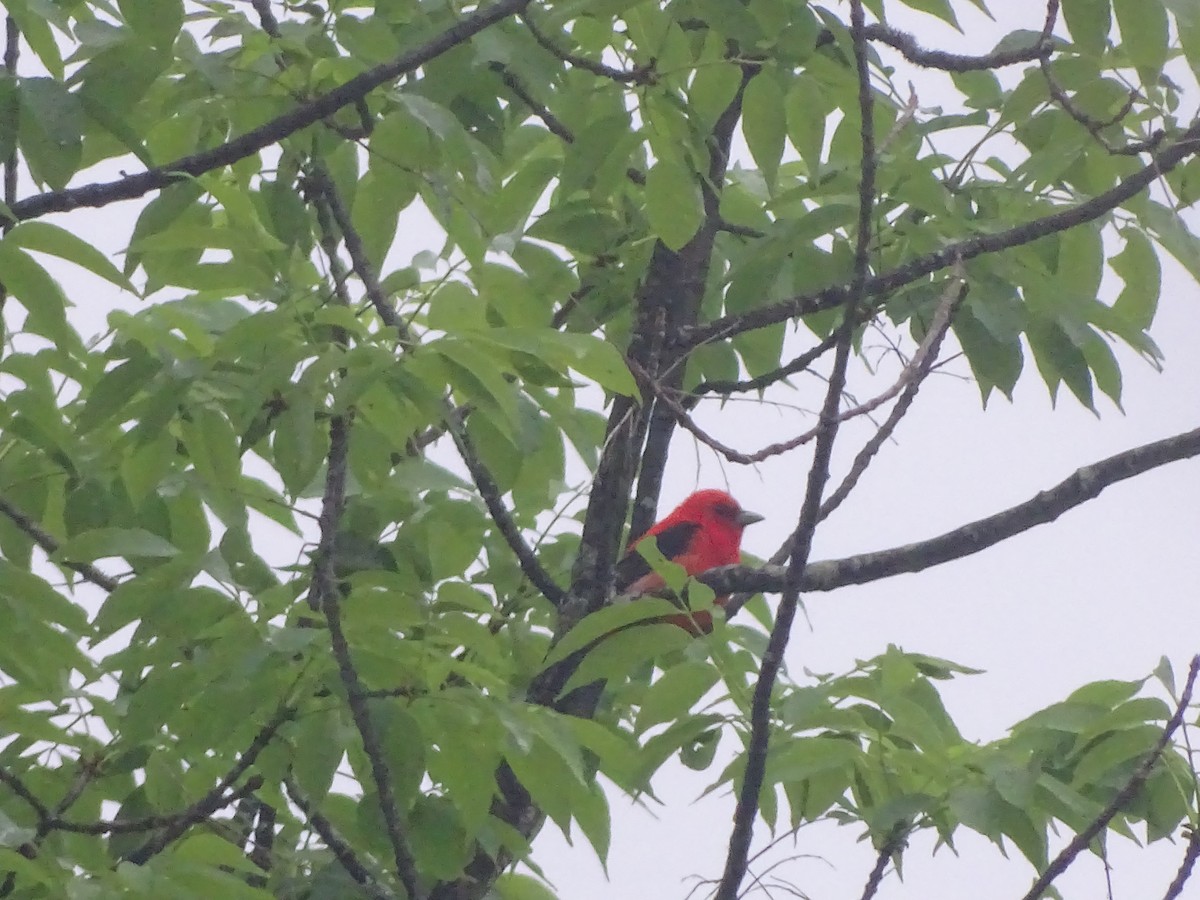Scarlet Tanager - ML619799965