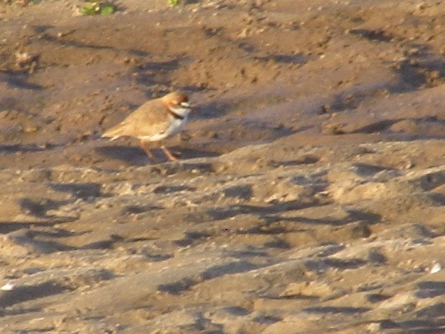 Collared Plover - ML619800040