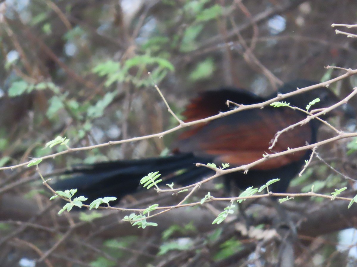 Greater Coucal - ML619800077