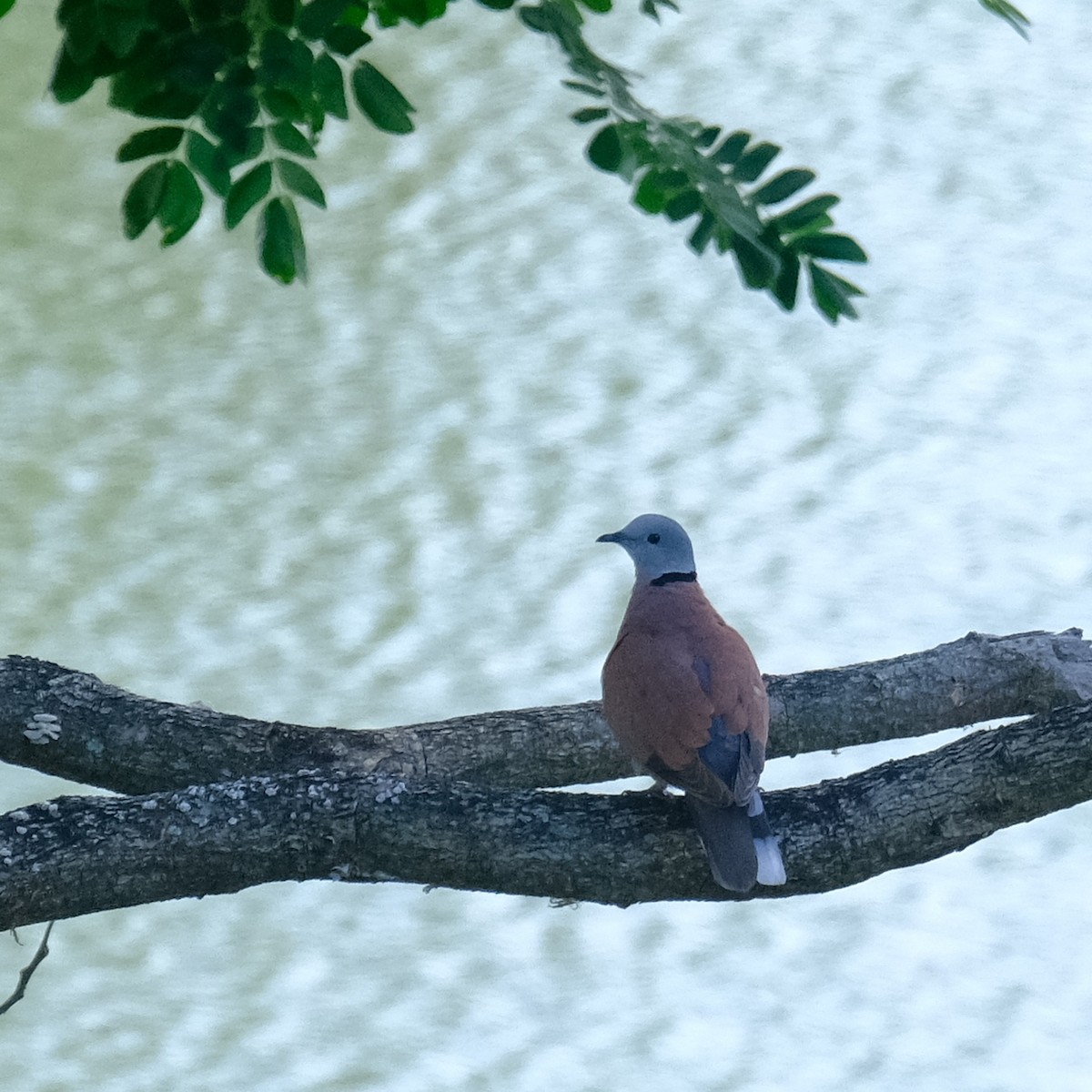 Red Collared-Dove - ML619800158