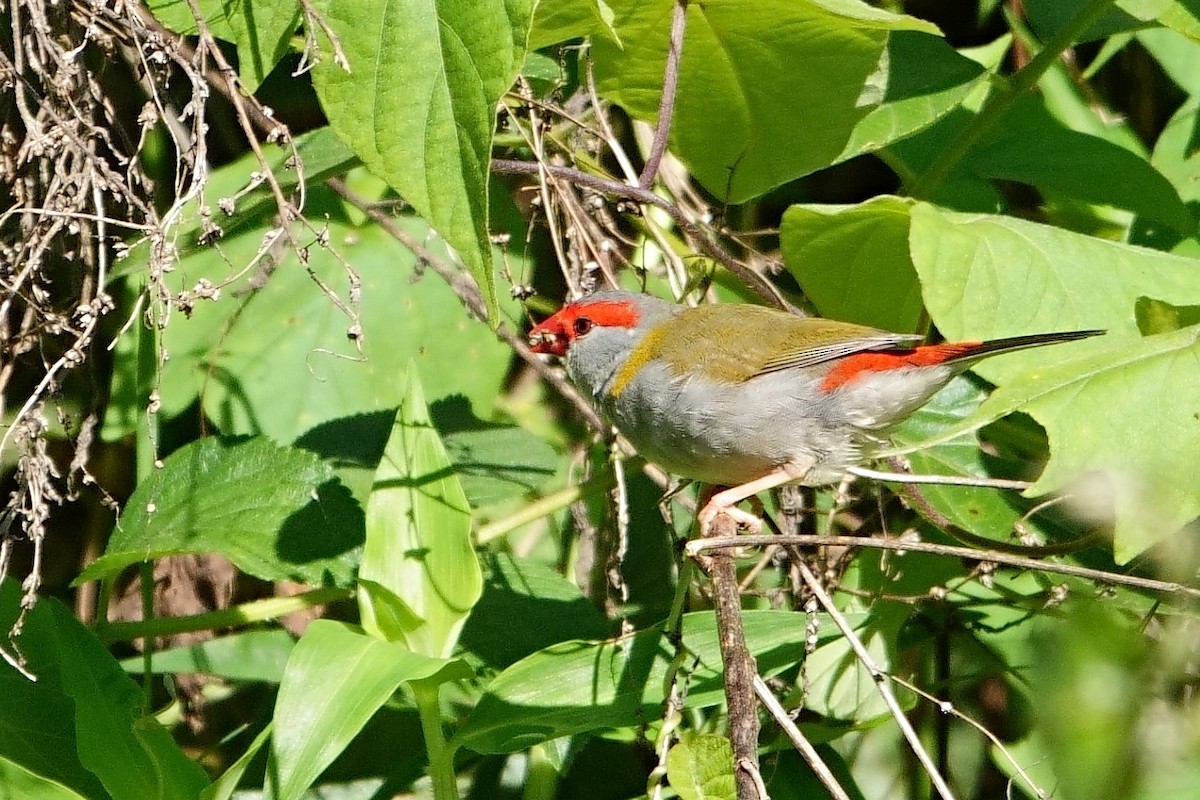 Red-browed Firetail - ML619800173