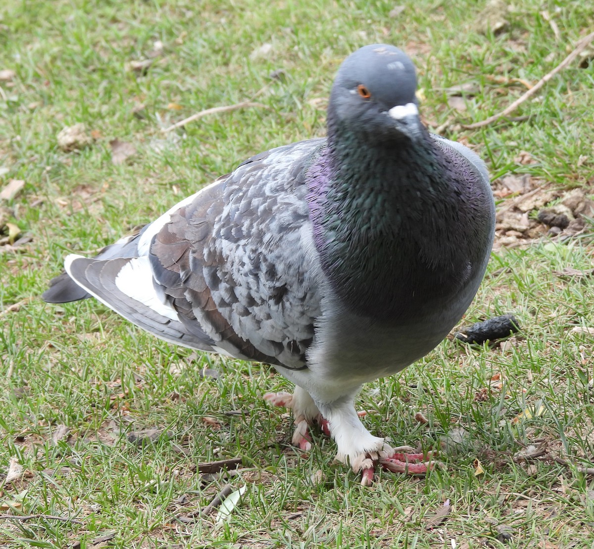 Rock Pigeon (Feral Pigeon) - ML619800190