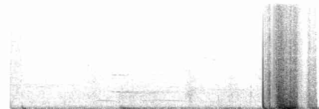 Çatal Kuyruklu Drongo Guguğu - ML619800503