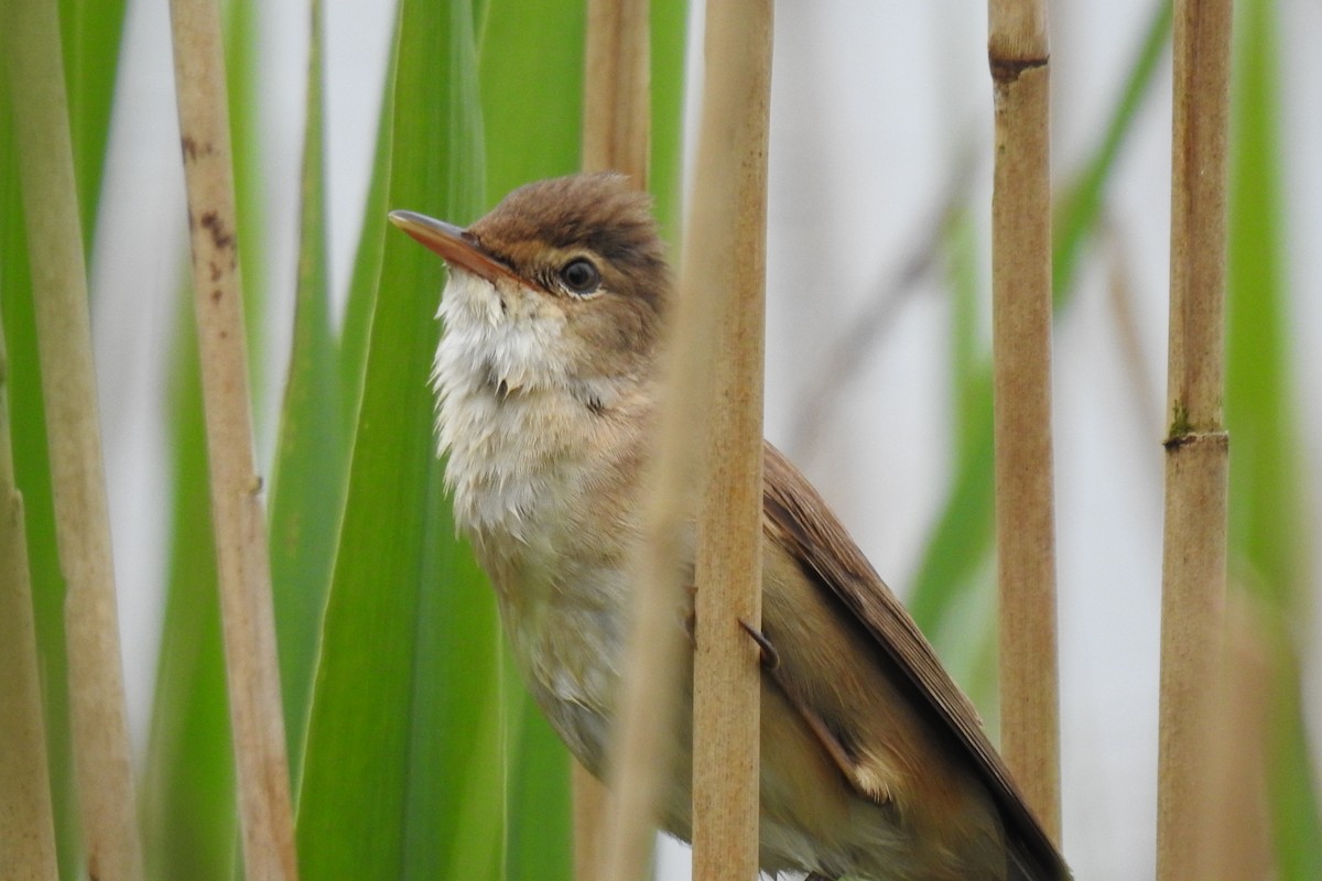 Common Reed Warbler - ML619800512