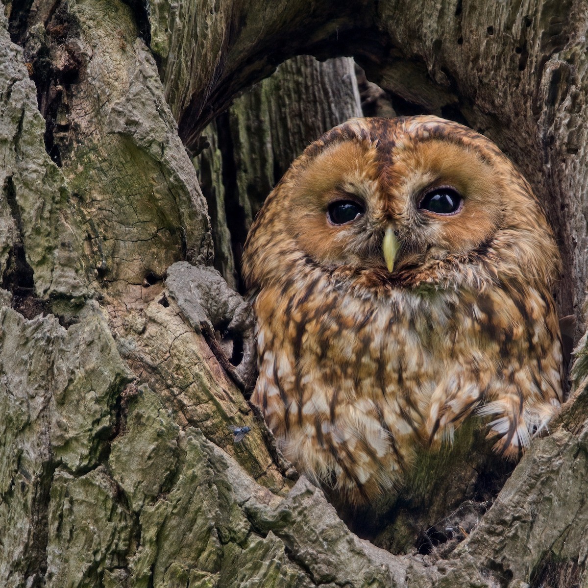 Tawny Owl - ML619800519