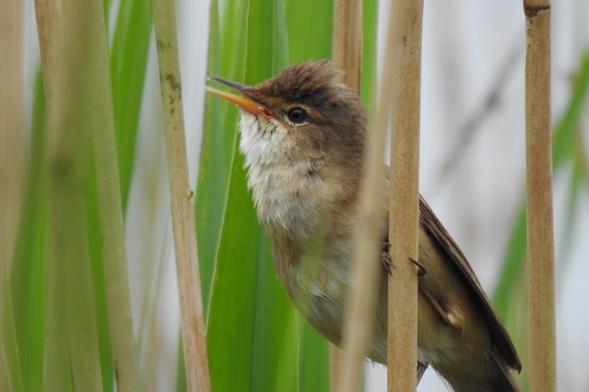 Common Reed Warbler - ML619800523