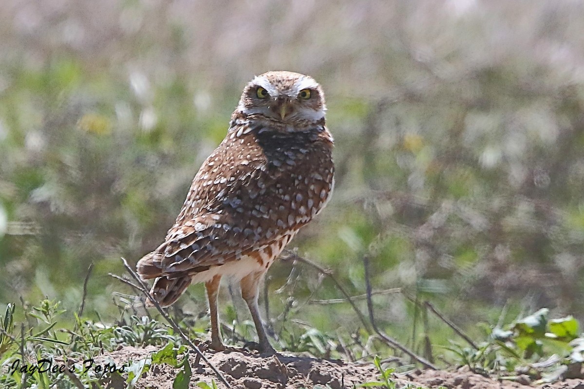 Burrowing Owl - ML619800524