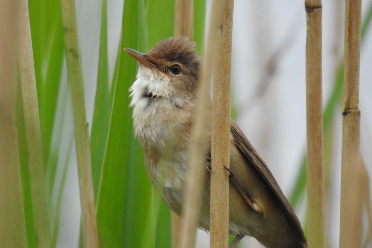 Common Reed Warbler - ML619800528