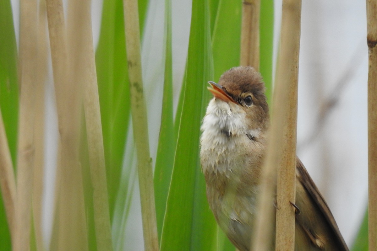 Common Reed Warbler - ML619800529