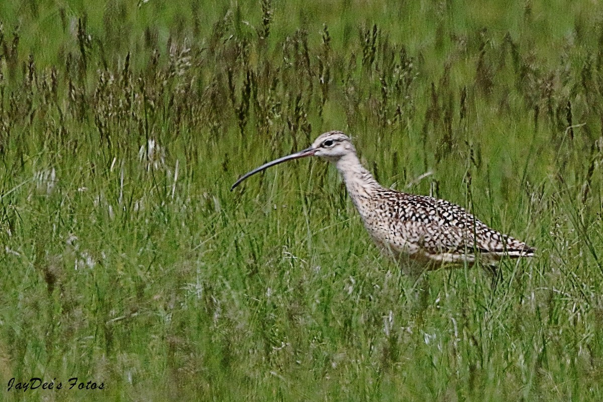 Long-billed Curlew - ML619800545