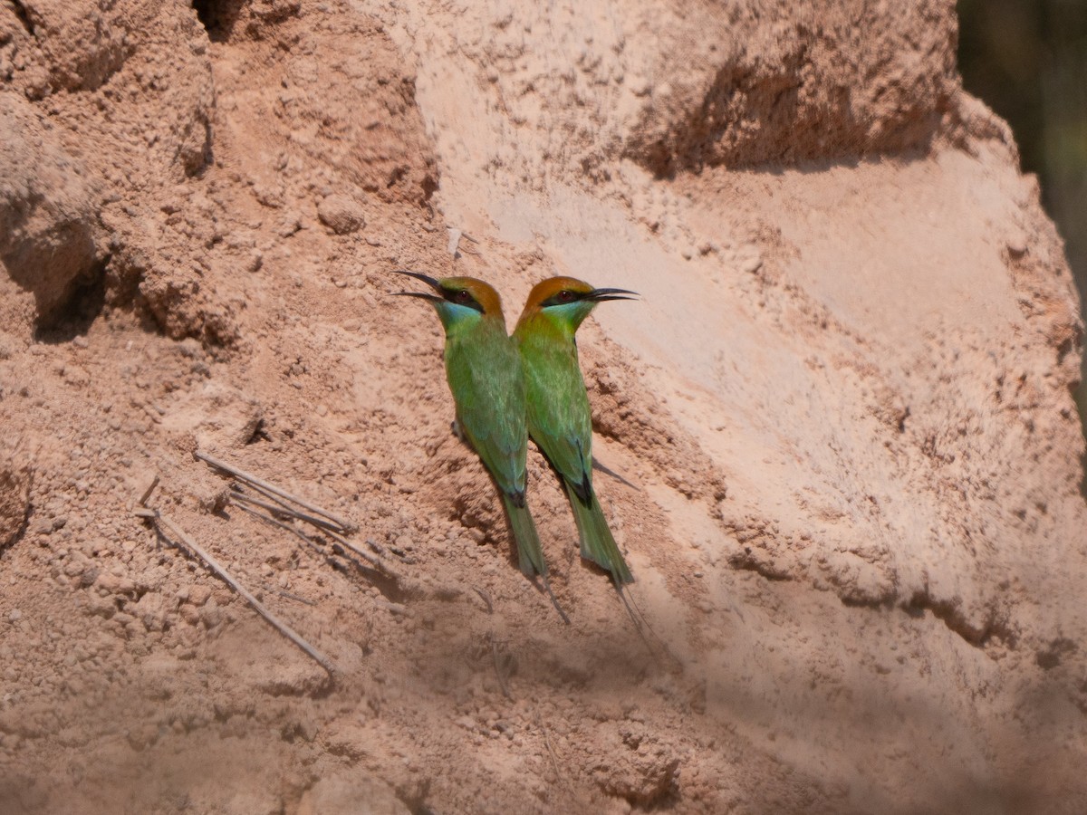 Asian Green Bee-eater - ML619800616