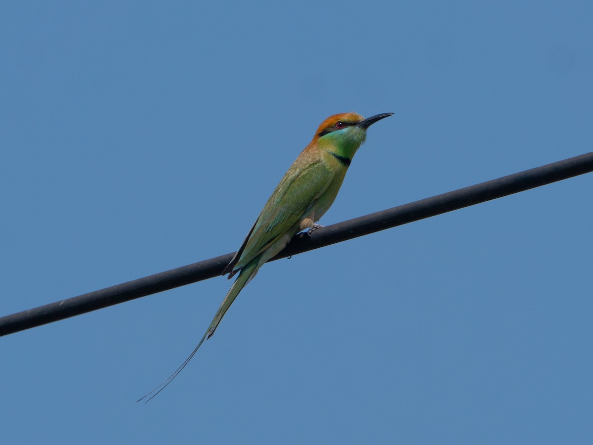 Asian Green Bee-eater - ML619800642