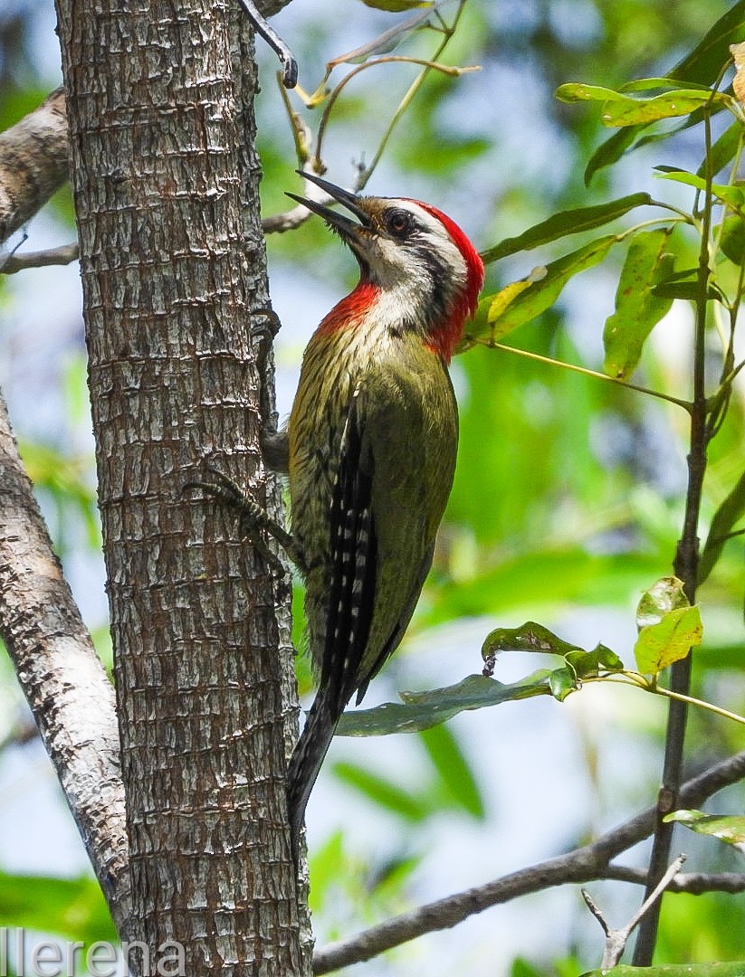 Cuban Green Woodpecker - ML619800715