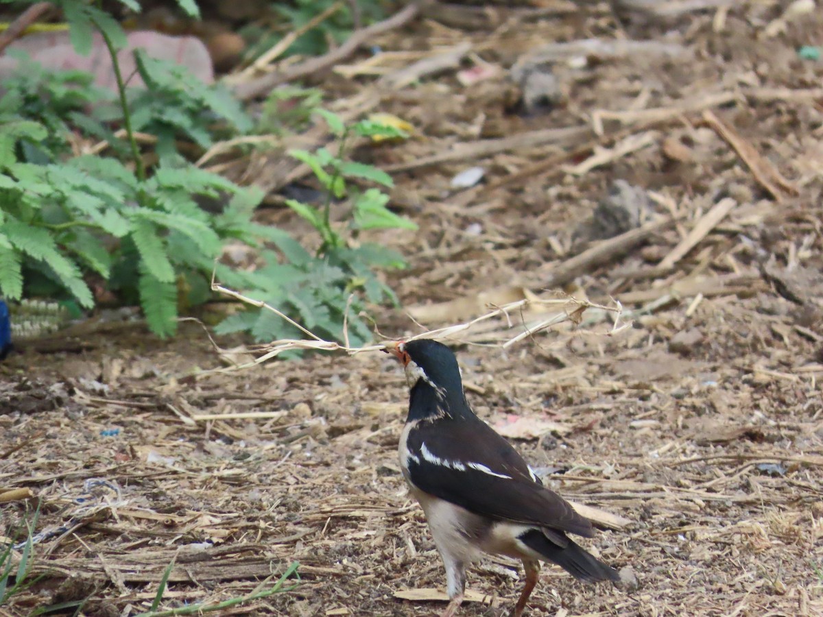 Indian Pied Starling - ML619800765