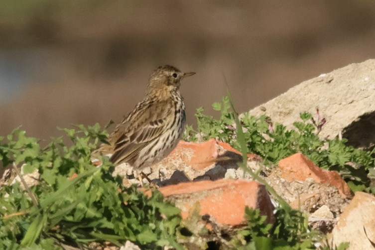 Meadow Pipit - ML619800803
