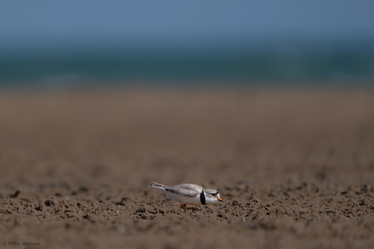 Piping Plover - ML619800821