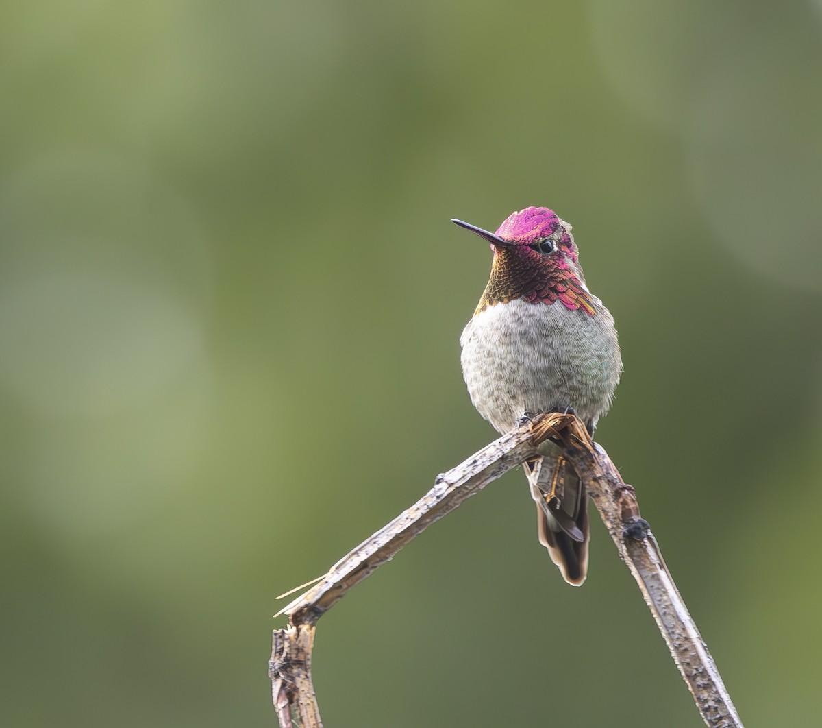 Anna's Hummingbird - ML619800932