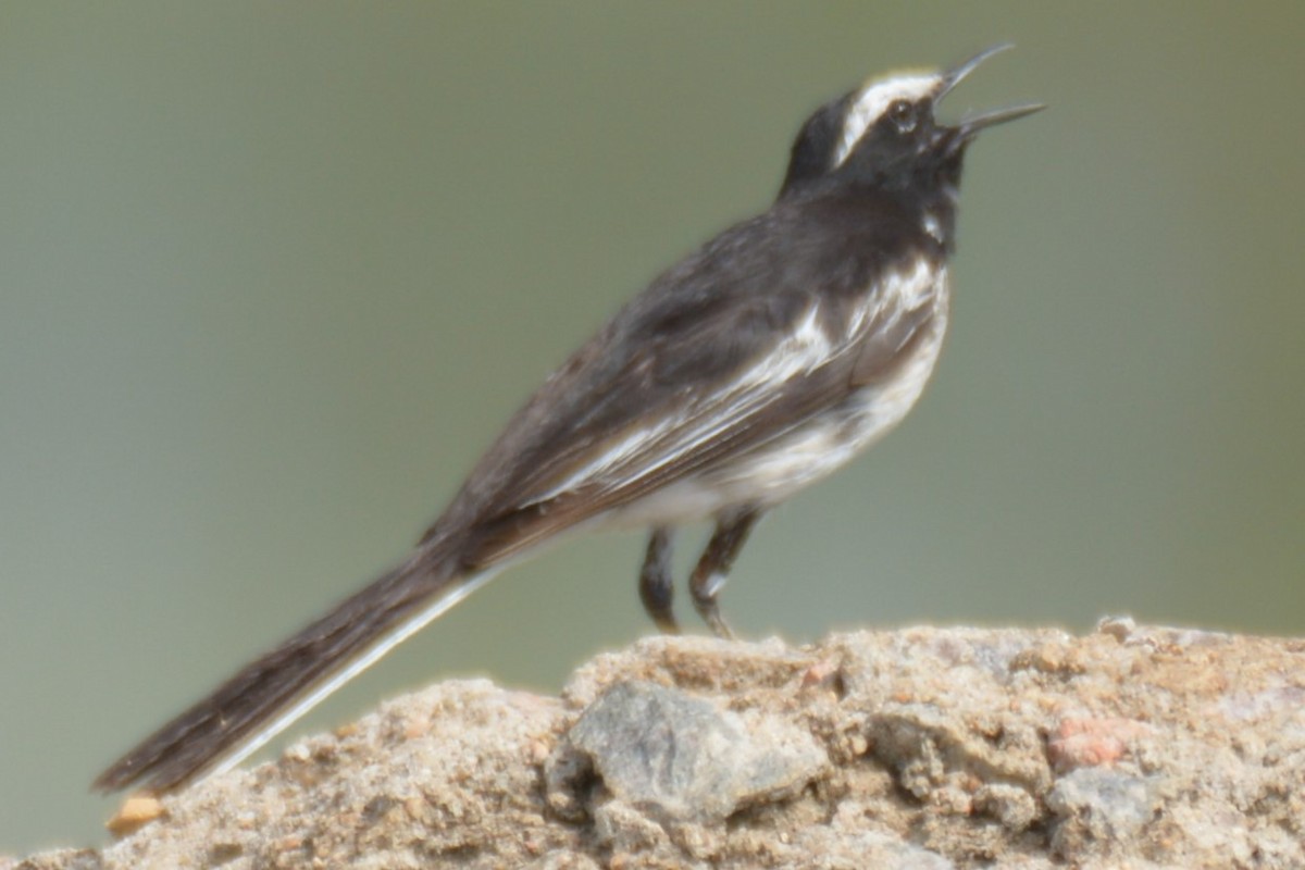 White-browed Wagtail - ML619800974