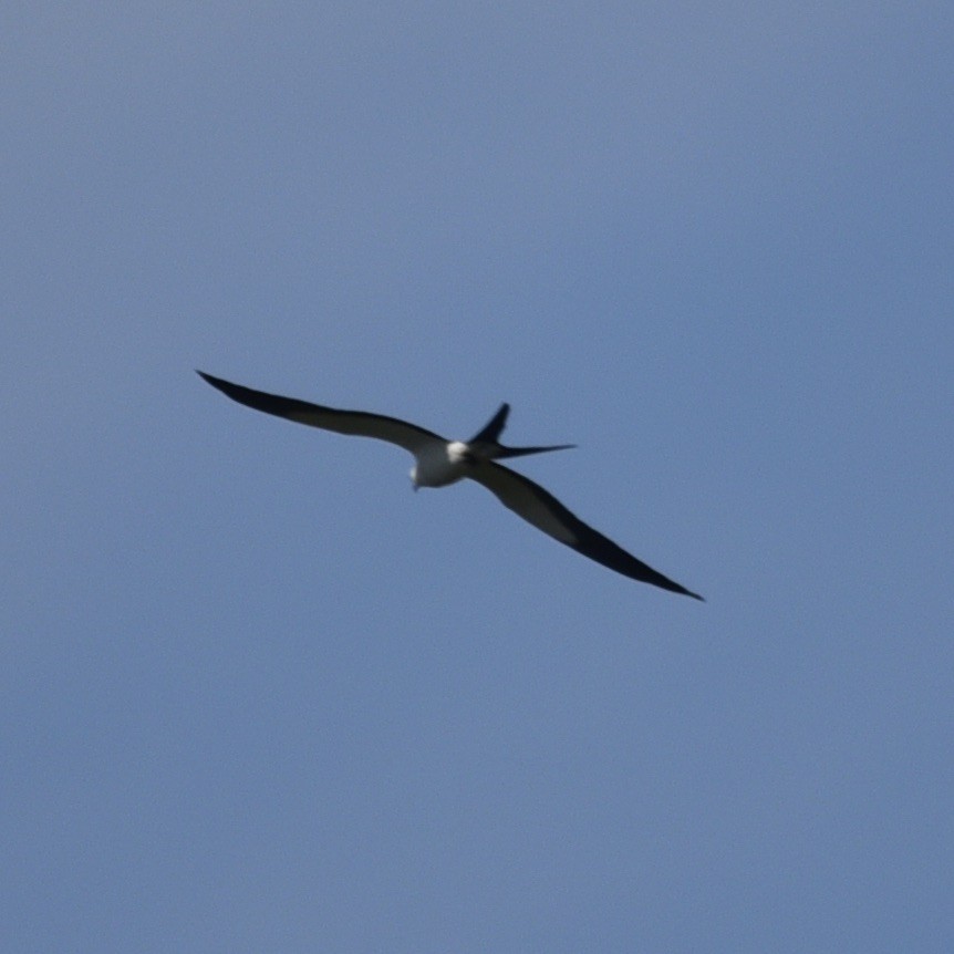 Swallow-tailed Kite - ML619801049