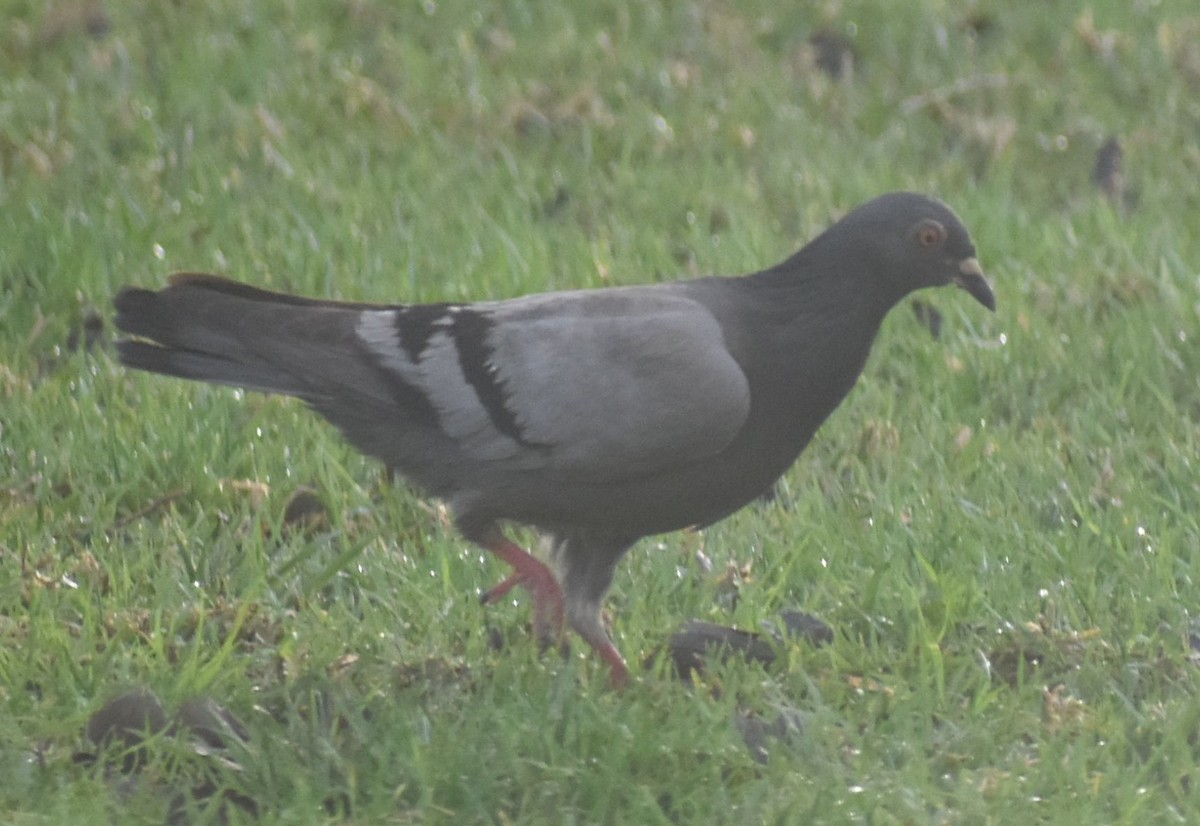 Rock Pigeon (Feral Pigeon) - ML619801063