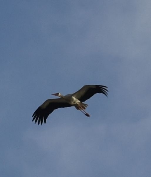 White Stork - ML619801080
