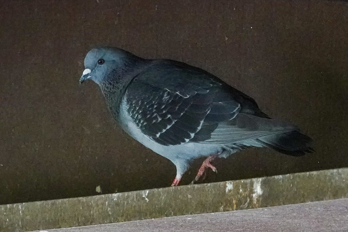 Rock Pigeon (Feral Pigeon) - ML619801095
