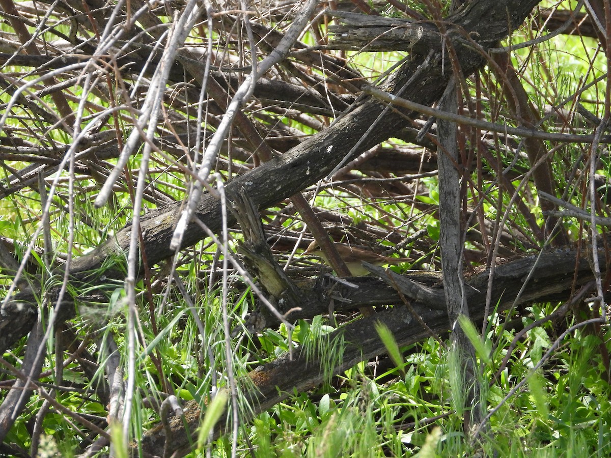 Common Reed Warbler (Caspian) - ML619801124