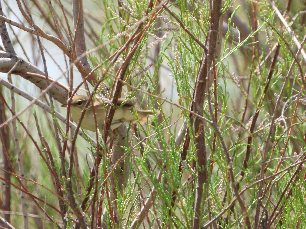 Common Reed Warbler (Caspian) - ML619801125