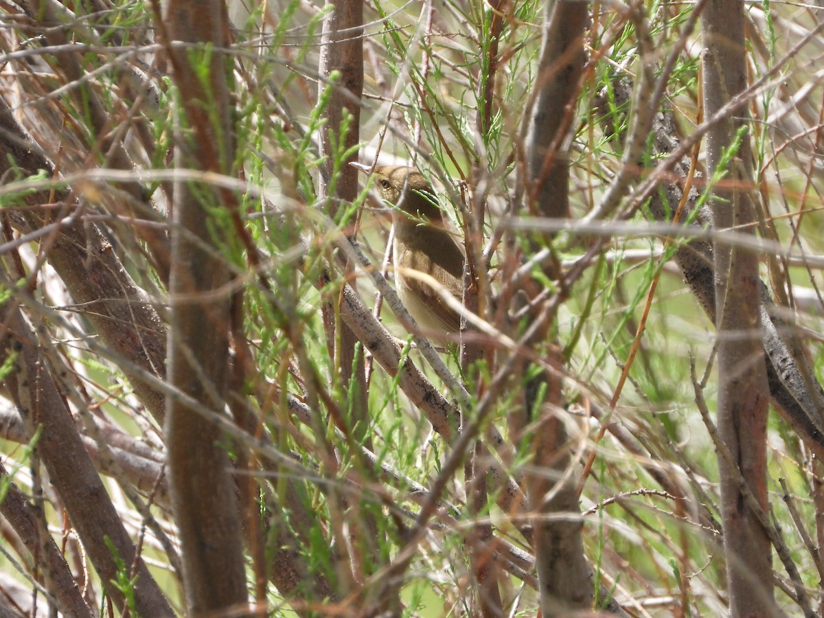 Common Reed Warbler (Caspian) - ML619801126