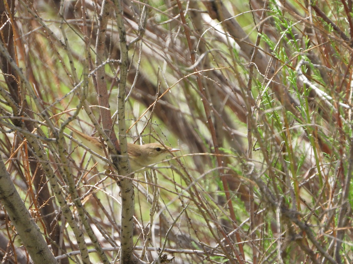 Common Reed Warbler (Caspian) - ML619801128