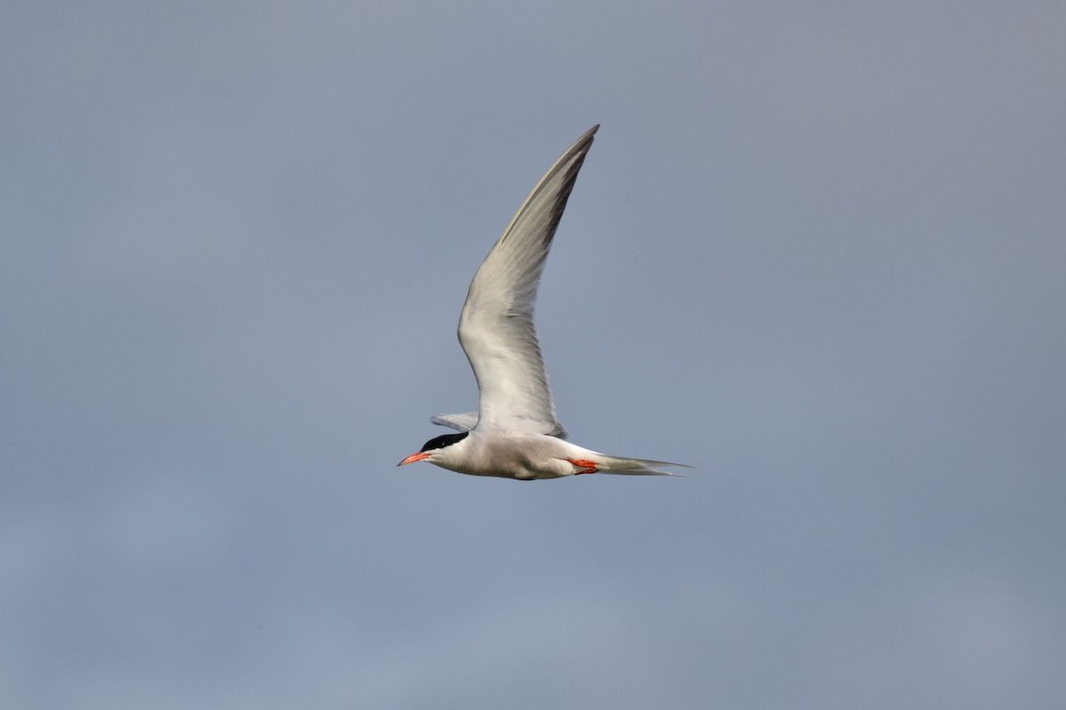 Common Tern - ML619801188