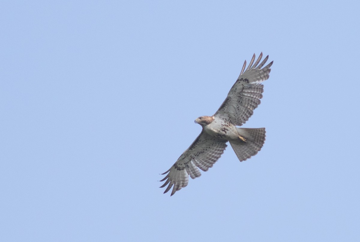 Red-tailed Hawk (borealis) - ML619801192