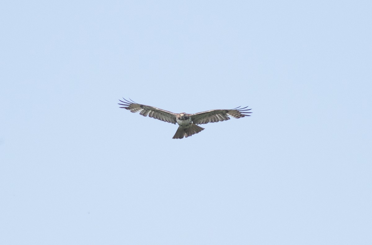 Red-tailed Hawk (borealis) - ML619801193