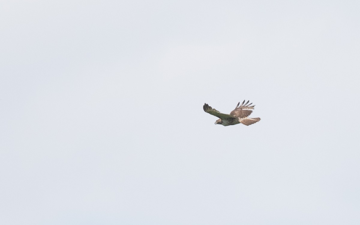 Red-tailed Hawk (borealis) - ML619801194