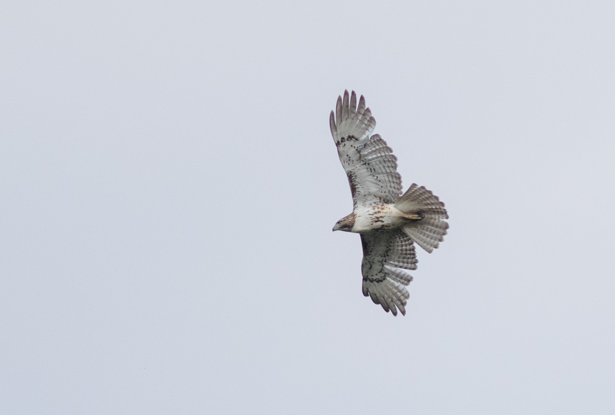 Red-tailed Hawk (borealis) - ML619801195